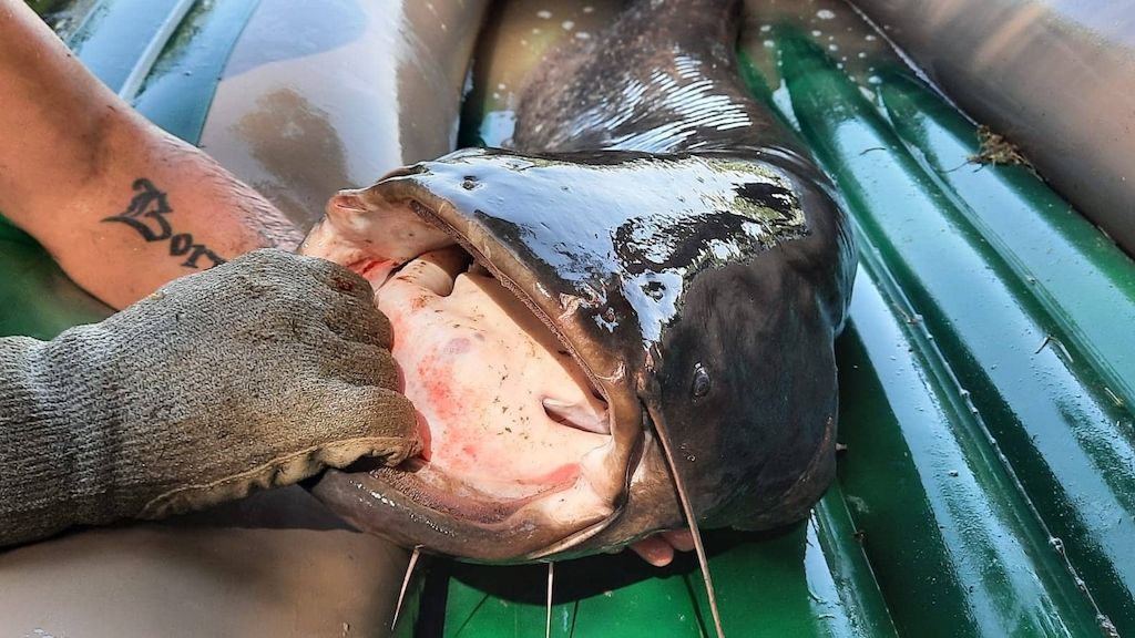 Dva rybáři u Kopřivnice vytáhli ze svazové vody obřího sumce